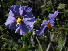 Solanum xanti fls5-2003-04-09