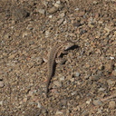 Western-fence-lizard-Sceleporus-occidentalis-Pt-Mugu-2012-03-19-IMG 1355