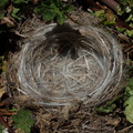 birds-nest-lined-with-synthetic-fibers-Ray-Miller-Trail-Pt-Mugu-2016-03-24-IMG 3092