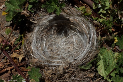 birds-nest-lined-with-synthetic-fibers-Ray-Miller-Trail-Pt-Mugu-2016-03-24-IMG 3092