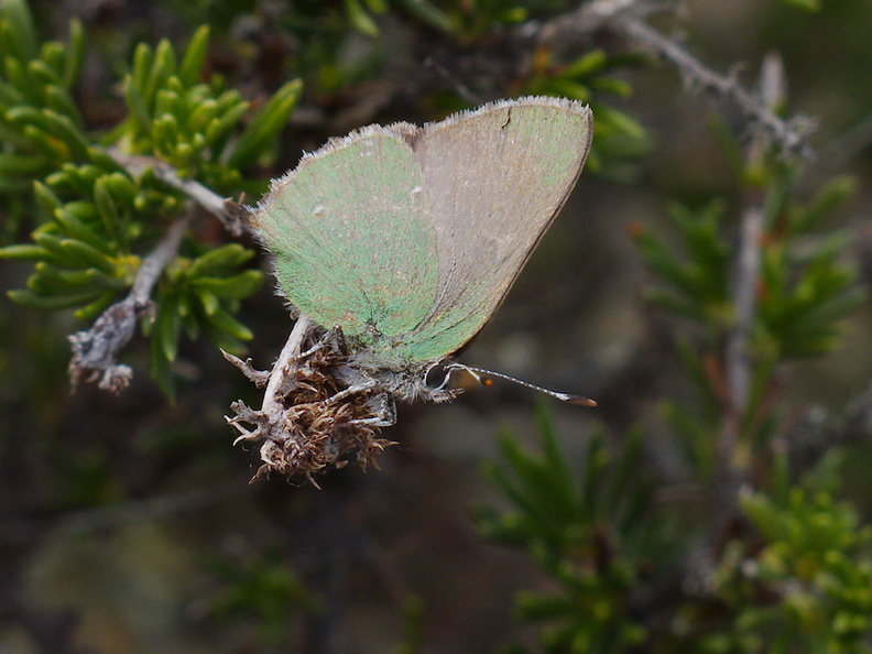 butterfly-green-on-Adenostoma-fasciculatum-chamise-Chumash-Trail-Santa-Monica-Mts-2013-03-25-IMG_0392.jpg