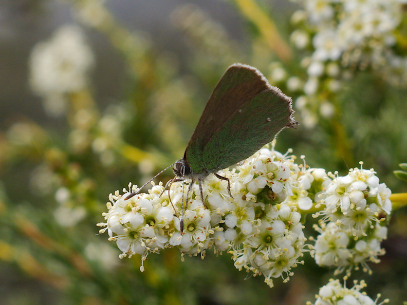 butterfly-green-on-Adenostoma-fasciculatum-chamise-Chumash-Trail-Santa-Monica-Mts-2013-03-25-IMG_0396.jpg