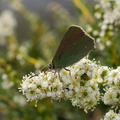 butterfly-green-on-Adenostoma-fasciculatum-chamise-Chumash-Trail-Santa-Monica-Mts-2013-03-25-IMG 0396
