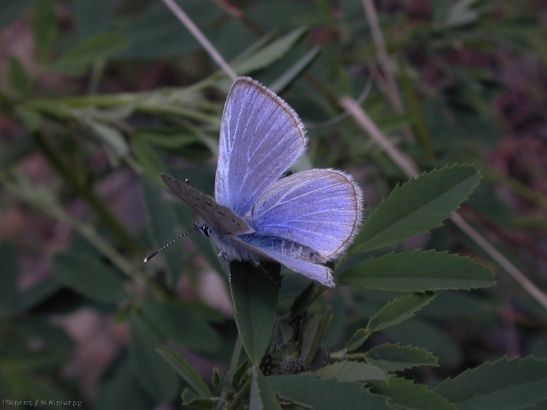 butterfly_blue3-2004-03-21.jpg