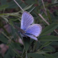 butterfly blue3-2004-03-21