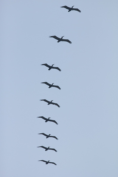 pelicans-flying-in-formation-La-Jolla-trail-2011-04-22-IMG_2015.jpg
