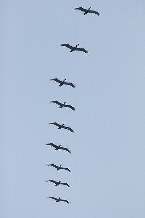 pelicans-flying-in-formation-La-Jolla-trail-2011-04-22-IMG 2015