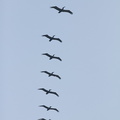 pelicans-flying-in-formation-La-Jolla-trail-2011-04-22-IMG_2015.jpg