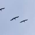 pelicans-flying-in-formation-La-Jolla-trail-2011-04-22-IMG_2019.jpg