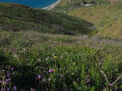 view-down-to-ocean-flowering-meadow-Calochortus-catalinae-and-wild-hyacinth-Chumash-Trail-Pt-Mugu-2017-03-27-IMG 8030