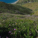 view-down-to-ocean-flowering-meadow-Calochortus-catalinae-and-wild-hyacinth-Chumash-Trail-Pt-Mugu-2017-03-27-IMG 8030