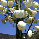 yucca infl2-2003-04-09