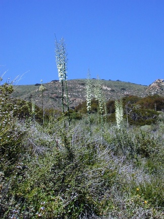 yucca plants landscape-2003-04-09