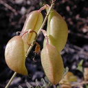 Astragalus-trichopodus-pods2-2003-05-01
