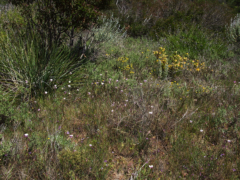 Calochortus-catalinae-meadow-Pt-Mugu-2010-05-08-IMG_5043.jpg