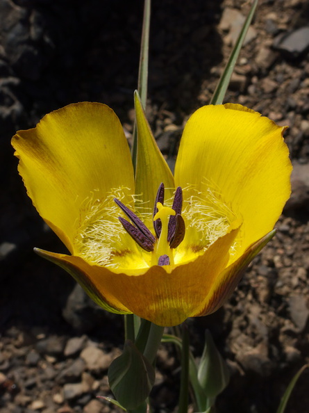 Calochortus-clavatus-yellow-mariposa-lily-Ray-Miller-Trail-Pt-Mugu-2014-05-21-IMG_3850.jpg