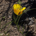 Calochortus-clavatus-yellow-mariposa-lily-Ray-Miller-Trail-Pt-Mugu-2014-05-21-IMG 3852