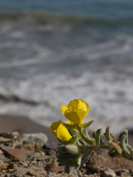 Camissioniopsis-cheiranthifolia-beach-evening-primrose-near-La-Jolla-Cyn-Pt-Mugu-2013-05-18-IMG_0843.jpg