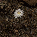 Chaenactis-artemisifolia-white-pincushion-Pt-Mugu-2010-05-08-IMG 5096