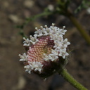 Chaenactis-artemisiifolia-Ray-Miller-Trail-Pt-Mugu-2014-05-21-IMG 3866