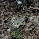 Chaenactis artemisifolia pl1-2003-05-01