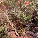 Dudleya lanceolata pl1-2003-05-16