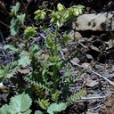 Emmenanthe penduliflora pl2-2003-05-01