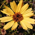 Encelia californica fl2-2003-05-01