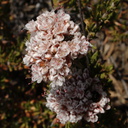 Eriogonum-fasciculatum-California-buckwheat-Pt.Mugu-2009-05-27-IMG 3065