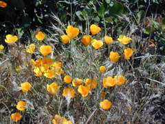 Escholtzia-field of flowers2-2003-05-27