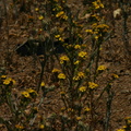 Hemizonia-fasciculata-slender-tarweed-Pt-Mugu-2008-05-13-img_7052.jpg