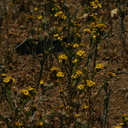 Hemizonia-fasciculata-slender-tarweed-Pt-Mugu-2008-05-13-img 7052