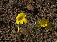 Mimulus-brevipes-wide-throated-yellow-monkeyflower-Pt-Mugu-2010-05-08-IMG 5083