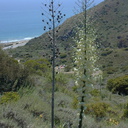 Mugu landscape ocean yuccas-2005-05-30