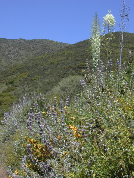 Mugu landscape yuccas2-2005-05-30