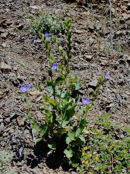 Phacelia grandiflora pl2-2003-05-01