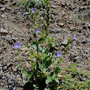 Phacelia grandiflora pl2-2003-05-01