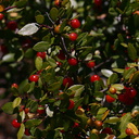 Rhamnus-crocea-spiny-redberry-Pt-Mugu-2008-05-18-img 7148