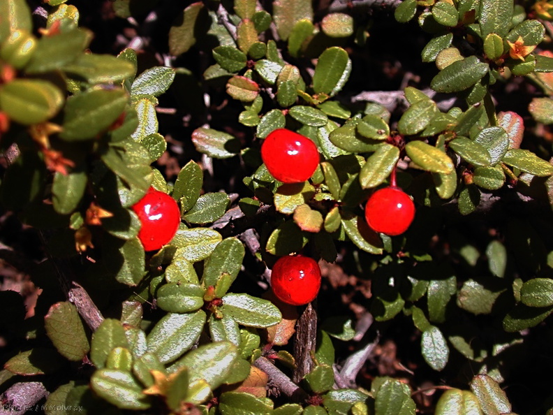 Rhamnus crocea berries1-2003-05-01