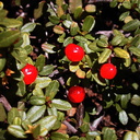Rhamnus crocea berries1-2003-05-01