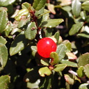 Rhamnus crocea berries2-2003-05-01