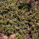 Rhamnus crocea pl1-2003-05-16