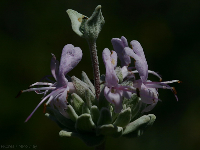 Salvia-leucophylla-purple-sage-Pt-Mugu-2008-05-18-img_7133.jpg