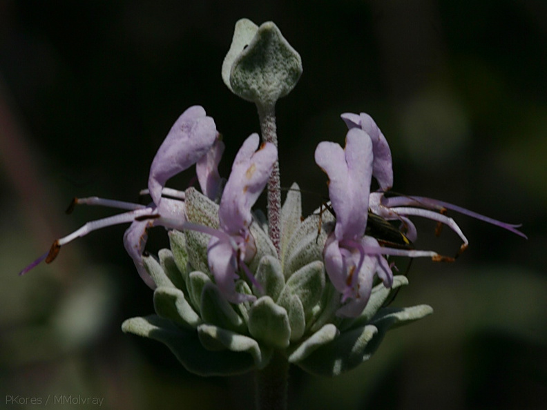 Salvia-leucophylla-purple-sage-Pt-Mugu-2008-05-18-img_7135.jpg