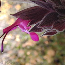 Salvia-spathacea-fl1-2003-05-27