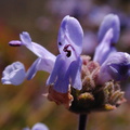 Salvia mellifera fls2a-2003-05-16