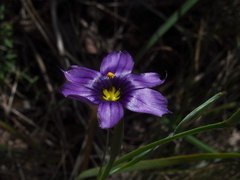 Sisyrinchium-bellum-blue-eyed-grass-Pt-Mugu-2012-05-08-IMG 1719