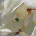 Yucca-whipplei-flower-detail-Ray-Miller-Trail-Pt-Mugu-2014-05-21-IMG 3859 v2
