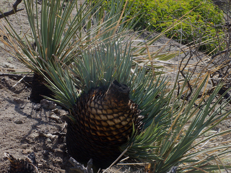 Yucca-whipplei-stump-sprouts-Ray-Miller-Trail-Pt-Mugu-2014-05-21-IMG_3857.jpg