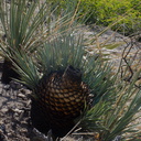 Yucca-whipplei-stump-sprouts-Ray-Miller-Trail-Pt-Mugu-2014-05-21-IMG 3857